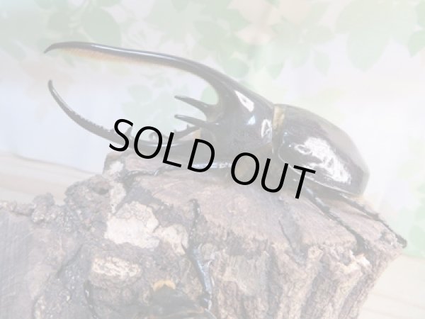 画像1: ☆新成虫☆ネプチューンオオカブト♂117ミリ♀65ミリペア販売！！ (1)