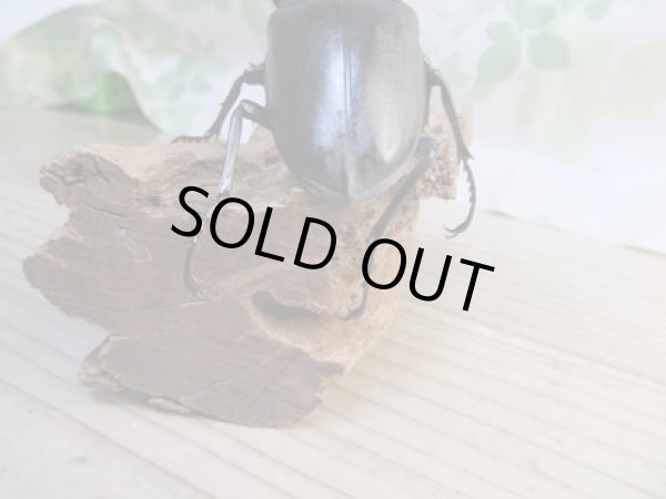 画像3: No.1☆新成虫☆ギラファノコギリクワガタ（亜種ケイスケ）♂108ミリ♀50ミリペア販売！！ (3)