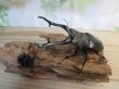 画像5: No.1☆新成虫☆ギラファノコギリクワガタ（亜種ケイスケ）♂108ミリ♀50ミリペア販売！！ (5)