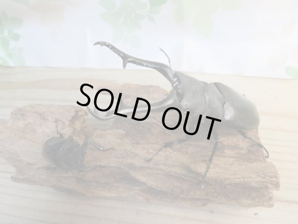 画像5: No.1☆新成虫☆ギラファノコギリクワガタ（亜種ケイスケ）♂108ミリ♀50ミリペア販売！！ (5)