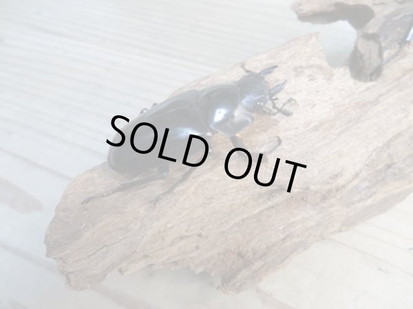 画像4: No.2☆新成虫☆ギラファノコギリクワガタ（亜種ケイスケ）♂108ミリ♀50ミリペア販売！！ (4)