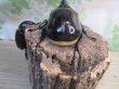 画像3: ☆新成虫☆ネプチューンオオカブト♂117ミリ♀65ミリペア販売！！ (3)