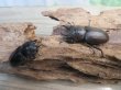 画像5: ☆最高峰☆フルストルファーオウゴンオニクワガタ♂45ミリ♀39ミリペア販売！！ (5)