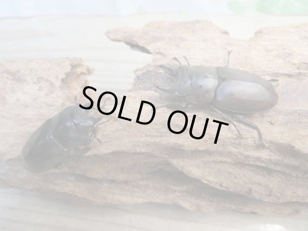 画像5: ☆最高峰☆フルストルファーオウゴンオニクワガタ♂45ミリ♀39ミリペア販売！！ (5)