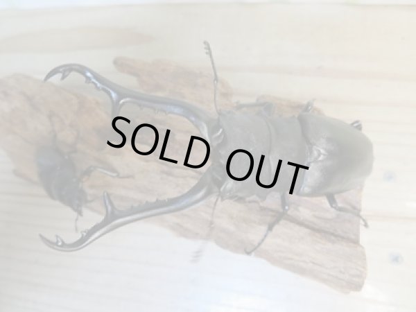 画像2: No.1☆新成虫☆ギラファノコギリクワガタ（亜種ケイスケ）♂108ミリ♀50ミリペア販売！！ (2)