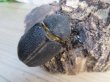 画像4: ☆新成虫☆サタンオオカブト♂93ミリ♀62ミリペア販売！！ (4)