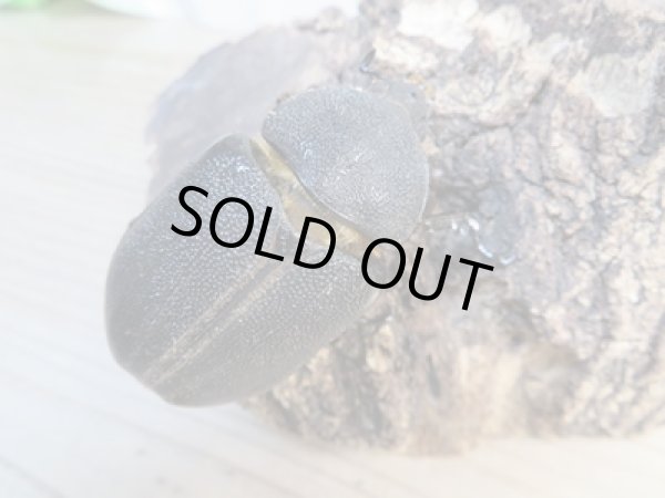 画像4: ☆新成虫☆サタンオオカブト♂93ミリ♀62ミリペア販売！！ (4)