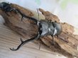 画像2: No.2☆新成虫☆ギラファノコギリクワガタ（亜種ケイスケ）♂108ミリ♀50ミリペア販売！！ (2)