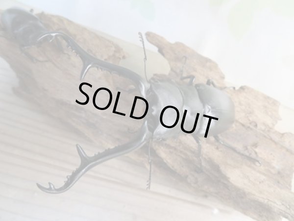 画像2: No.2☆新成虫☆ギラファノコギリクワガタ（亜種ケイスケ）♂108ミリ♀50ミリペア販売！！ (2)