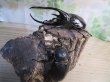 画像5: ☆新成虫☆ネプチューンオオカブト♂117ミリ♀65ミリペア販売！！ (5)