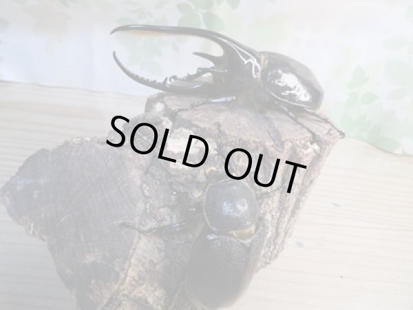 画像5: ☆新成虫☆ネプチューンオオカブト♂117ミリ♀65ミリペア販売！！ (5)