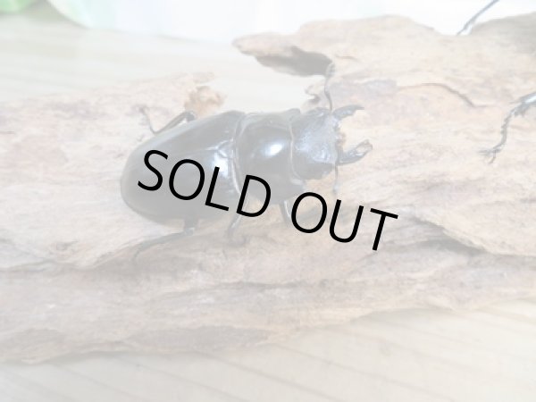 画像4: No.1☆新成虫☆ギラファノコギリクワガタ（亜種ケイスケ）♂108ミリ♀50ミリペア販売！！ (4)