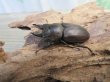 画像1: ☆最高峰☆フルストルファーオウゴンオニクワガタ♂45ミリ♀39ミリペア販売！！ (1)