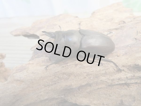 画像1: ☆最高峰☆フルストルファーオウゴンオニクワガタ♂45ミリ♀39ミリペア販売！！ (1)