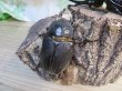 画像4: ☆新成虫☆ネプチューンオオカブト♂117ミリ♀65ミリペア販売！！ (4)