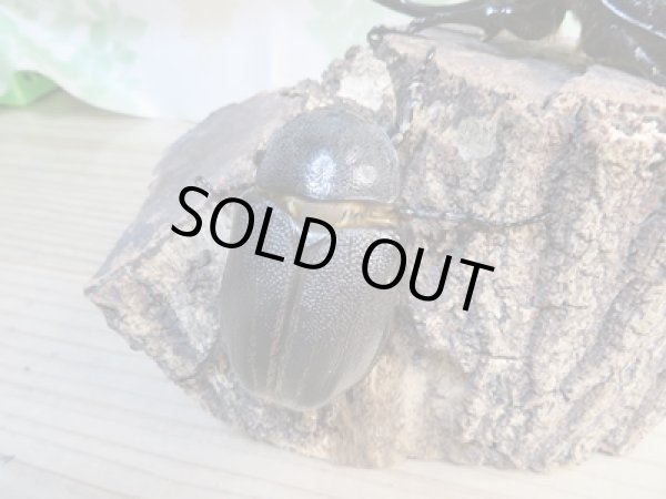 画像4: ☆新成虫☆ネプチューンオオカブト♂117ミリ♀65ミリペア販売！！ (4)