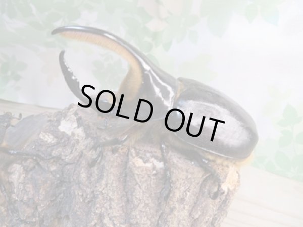 画像1: ☆新成虫☆サタンオオカブト♂93ミリ♀62ミリペア販売！！ (1)