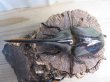 画像2: ☆新成虫☆ネプチューンオオカブト♂117ミリ♀65ミリペア販売！！ (2)