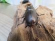 画像3: ☆最高峰☆フルストルファーオウゴンオニクワガタ♂45ミリ♀39ミリペア販売！！ (3)