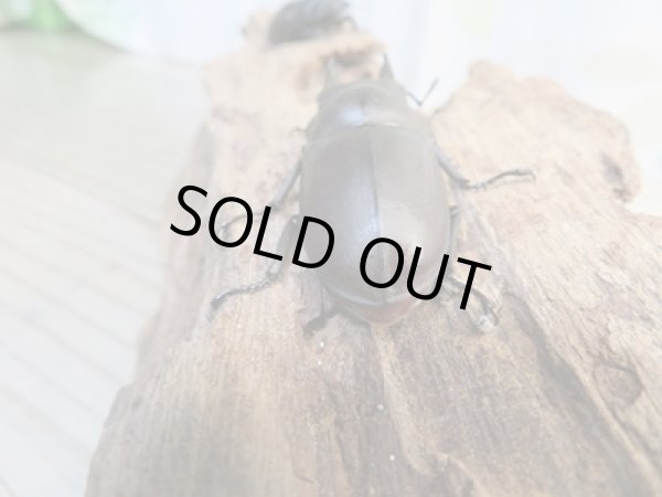 画像3: ☆最高峰☆フルストルファーオウゴンオニクワガタ♂45ミリ♀39ミリペア販売！！ (3)