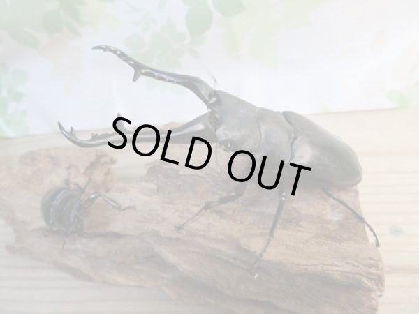 画像1: No.1☆新成虫☆ギラファノコギリクワガタ（亜種ケイスケ）♂108ミリ♀50ミリペア販売！！ (1)