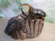 画像5: ☆新成虫☆サタンオオカブト♂93ミリ♀62ミリペア販売！！ (5)