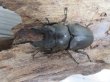 画像2: ☆最高峰☆フルストルファーオウゴンオニクワガタ♂45ミリ♀39ミリペア販売！！ (2)