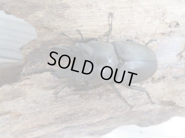 画像2: ☆最高峰☆フルストルファーオウゴンオニクワガタ♂45ミリ♀39ミリペア販売！！ (2)