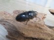画像4: ☆最高峰☆フルストルファーオウゴンオニクワガタ♂45ミリ♀39ミリペア販売！！ (4)