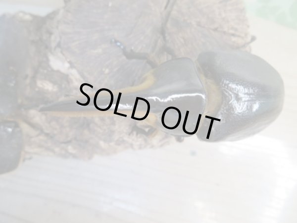 画像2: ☆新成虫☆サタンオオカブト♂93ミリ♀62ミリペア販売！！ (2)