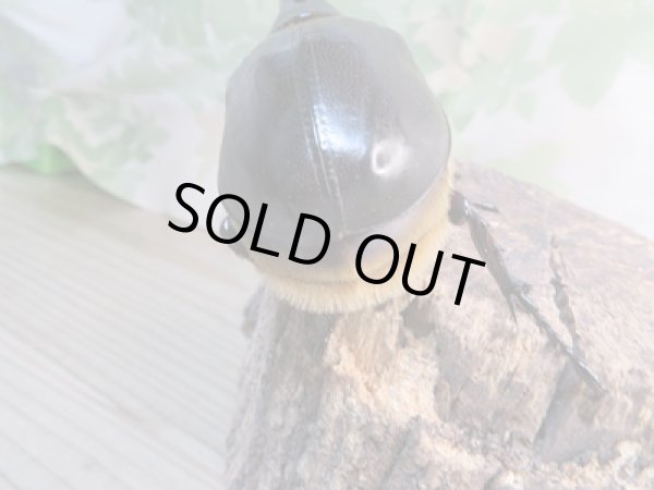 画像3: ☆新成虫☆サタンオオカブト♂93ミリ♀62ミリペア販売！！ (3)