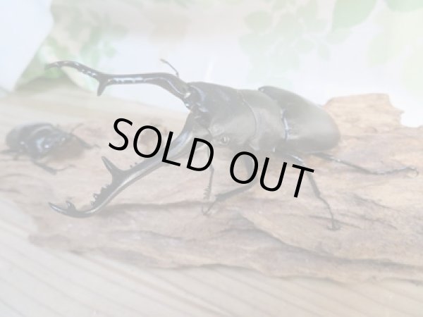 画像1: No.2☆新成虫☆ギラファノコギリクワガタ（亜種ケイスケ）♂108ミリ♀50ミリペア販売！！ (1)