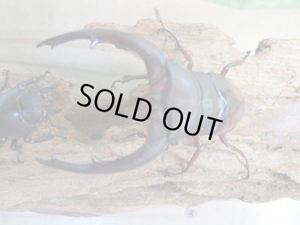 画像2: ☆新成虫☆メルキオリティスフタマタクワガタ♂75ミリ♀41ミリペア販売！！ (2)