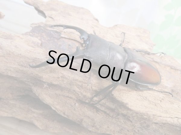 画像1: ☆新成虫☆ツカモトフタマタクワガタ♂71ミリ♀39ミリペア販売!! (1)