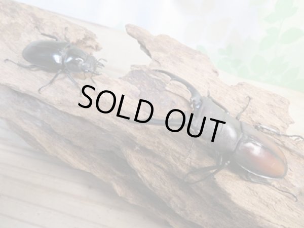 画像5: ☆新成虫☆ツカモトフタマタクワガタ♂71ミリ♀39ミリペア販売!! (5)