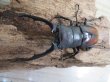 画像2: ☆新成虫☆ツカモトフタマタクワガタ♂71ミリ♀39ミリペア販売!! (2)