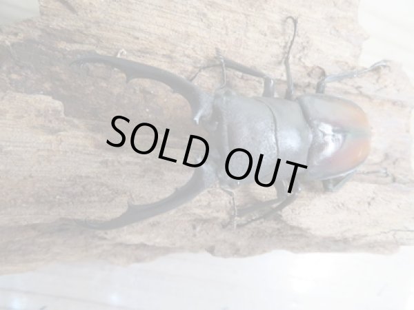 画像2: ☆新成虫☆ツカモトフタマタクワガタ♂71ミリ♀39ミリペア販売!! (2)