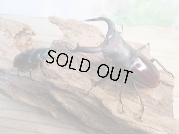 画像5: ☆新成虫☆メルキオリティスフタマタクワガタ♂70ミリ♀38ミリペア販売!! (5)