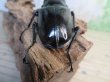 画像3: ☆大型新成虫☆ギラファノコギリクワガタ(亜種ダイスケ)♂108ミリ♀55ミリペア販売!! (3)