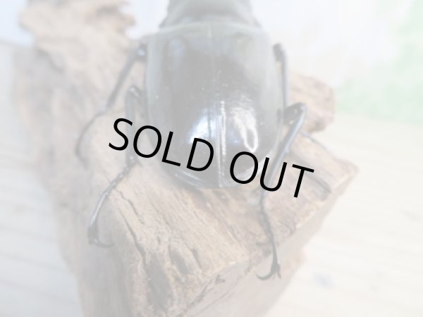 画像3: ☆大型新成虫☆ギラファノコギリクワガタ(亜種ダイスケ)♂108ミリ♀55ミリペア販売!! (3)