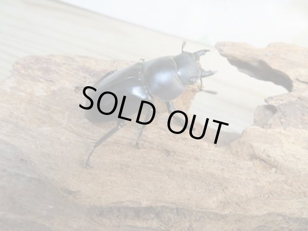 画像4: ☆新成虫☆メルキオリティスフタマタクワガタ♂75ミリ♀41ミリペア販売！！ (4)