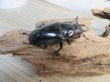 画像4: ☆大型新成虫☆ギラファノコギリクワガタ(亜種ダイスケ)♂108ミリ♀55ミリペア販売!! (4)