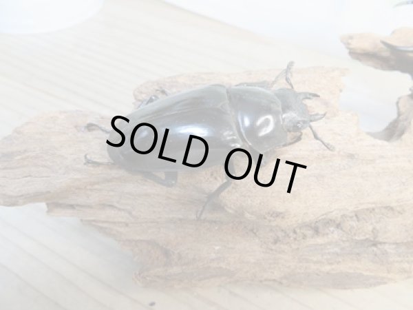 画像4: ☆大型新成虫☆ギラファノコギリクワガタ(亜種ダイスケ)♂108ミリ♀55ミリペア販売!! (4)