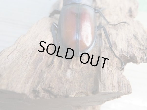 画像3: ☆新成虫☆ツカモトフタマタクワガタ♂71ミリ♀39ミリペア販売!! (3)