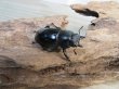 画像4: ☆新成虫☆メルキオリティスフタマタクワガタ♂70ミリ♀38ミリペア販売！！ (4)