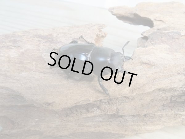 画像4: ☆新成虫☆メルキオリティスフタマタクワガタ♂70ミリ♀38ミリペア販売!! (4)