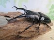 画像1: ☆大型新成虫☆ギラファノコギリクワガタ(亜種ダイスケ)♂108ミリ♀55ミリペア販売!! (1)