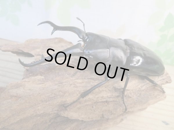 画像1: ☆大型新成虫☆ギラファノコギリクワガタ(亜種ダイスケ)♂108ミリ♀55ミリペア販売!! (1)