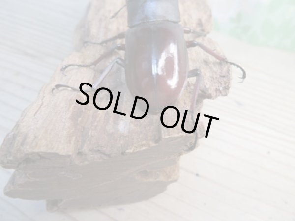 画像3: ☆新成虫☆メルキオリティスフタマタクワガタ♂70ミリ♀38ミリペア販売!! (3)