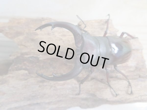 画像2: ☆新成虫☆メルキオリティスフタマタクワガタ♂70ミリ♀38ミリペア販売!! (2)